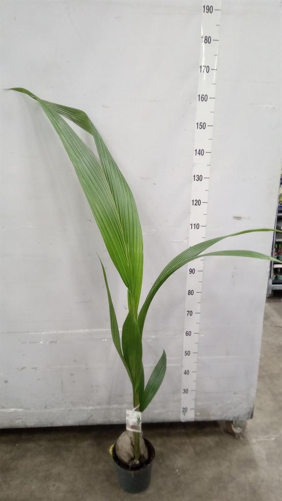 Горшечные цветы и растения оптом Cocos Nucifera от 1шт из Голландии с доставкой по России