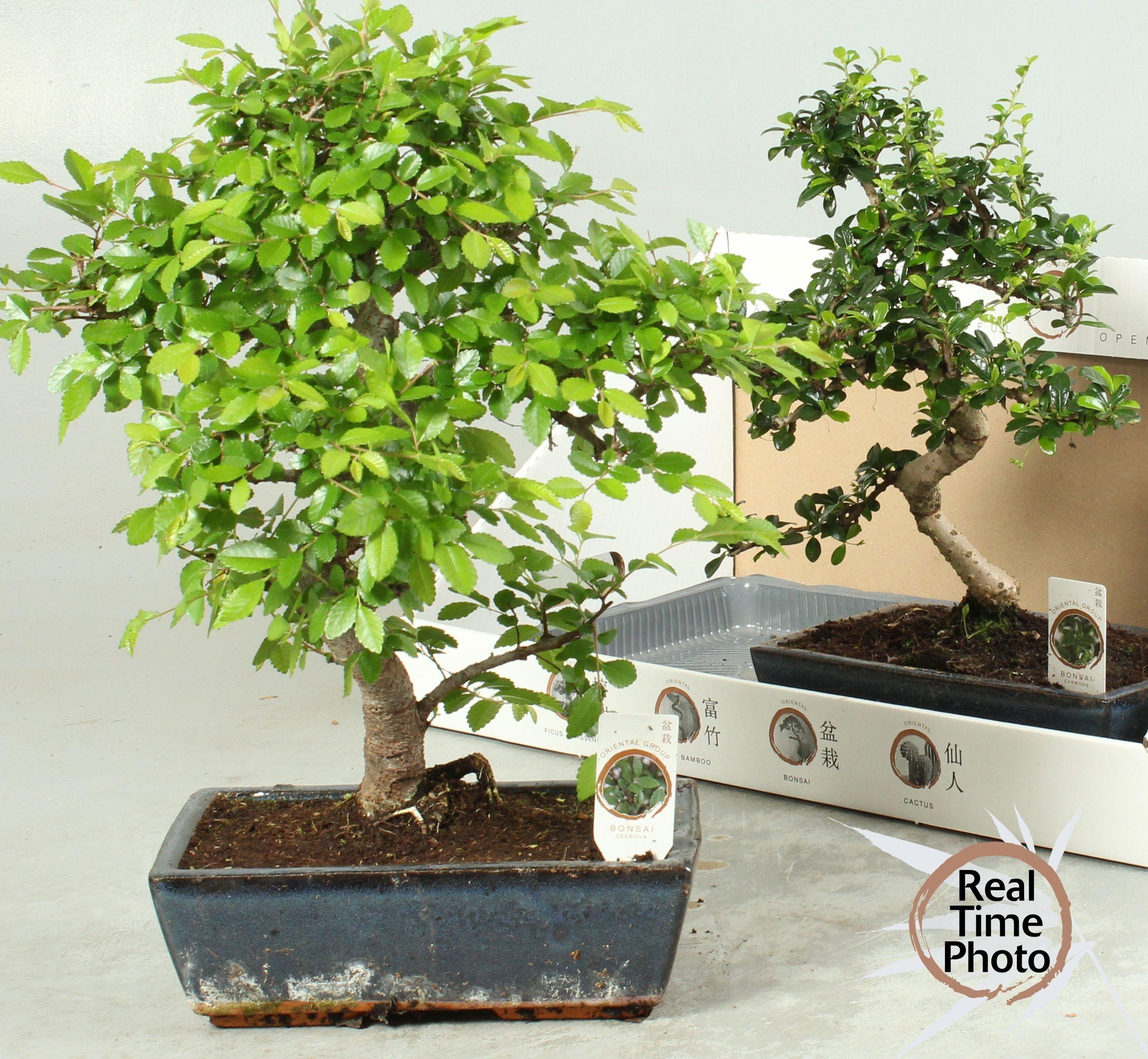Горшечные цветы и растения оптом Bonsai Mix от 2шт из Голландии с доставкой по России
