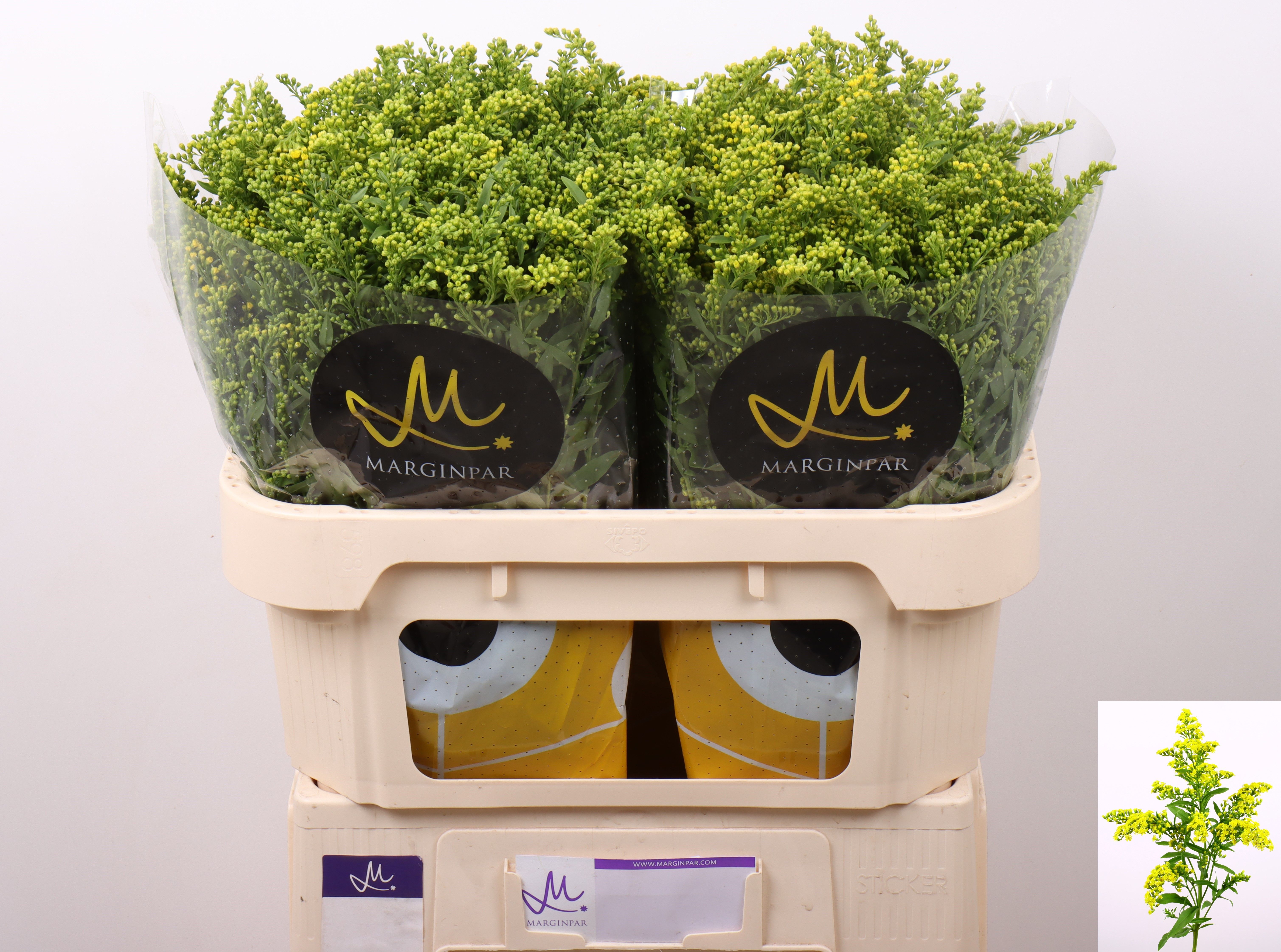 Срезанные цветы оптом Solidago carzan glory от 100шт из Голландии с доставкой по России