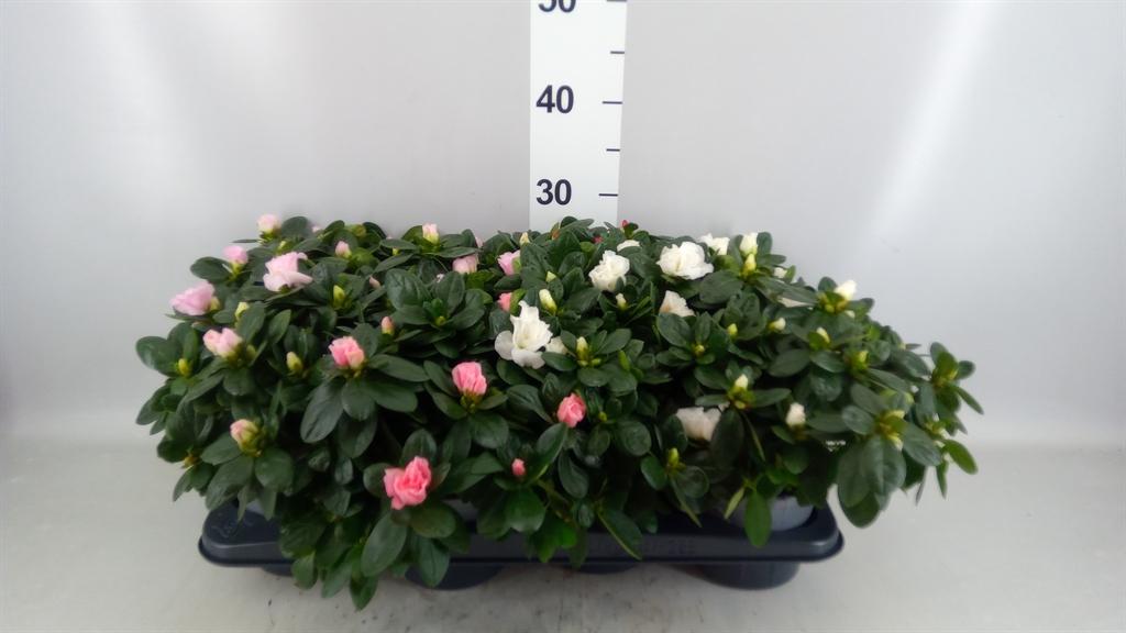 Горшечные цветы и растения оптом Rhododendron Sim. ...mix от 8шт из Голландии с доставкой по России