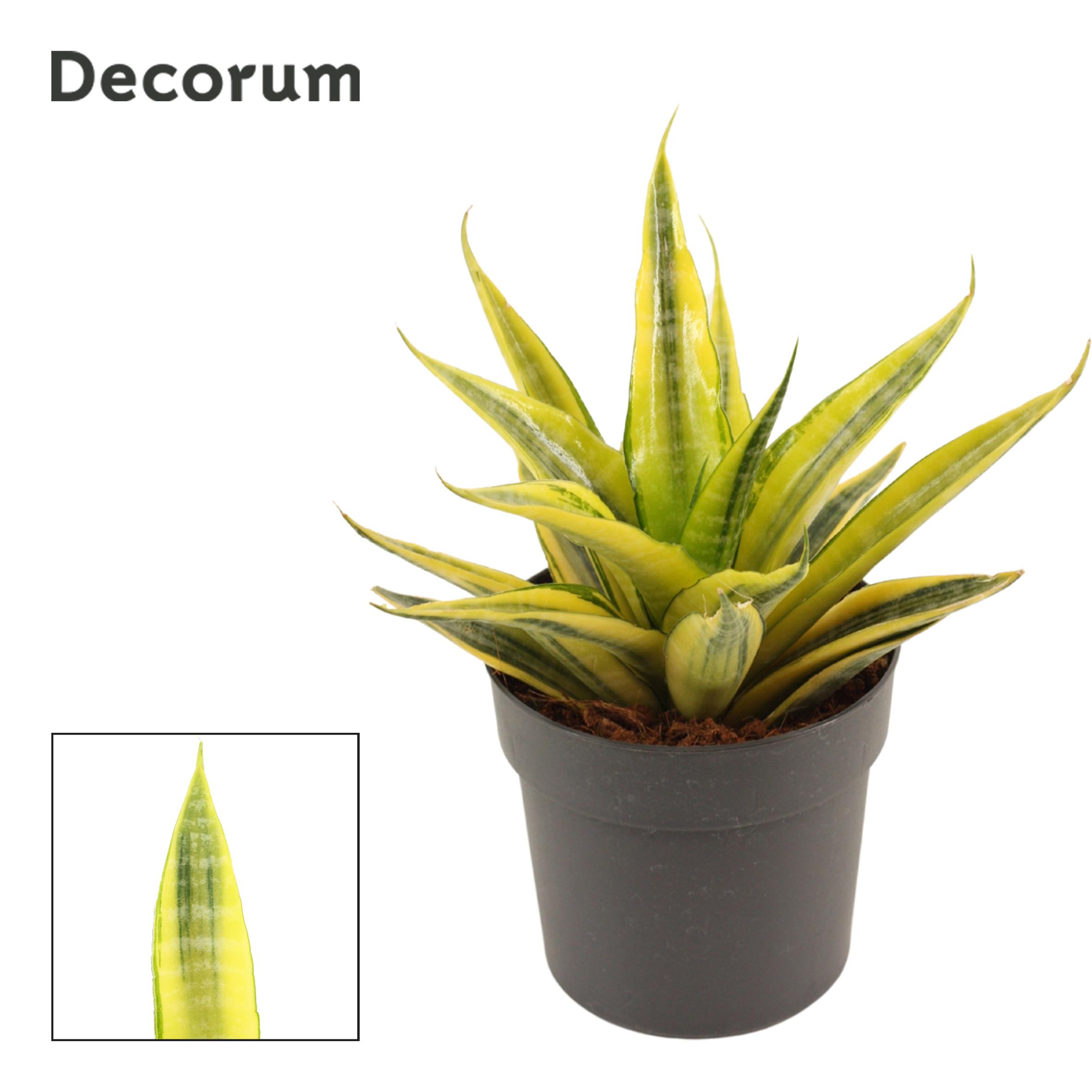 Горшечные цветы и растения оптом Sansevieria Cordova Variegated от 6шт из Голландии с доставкой по России