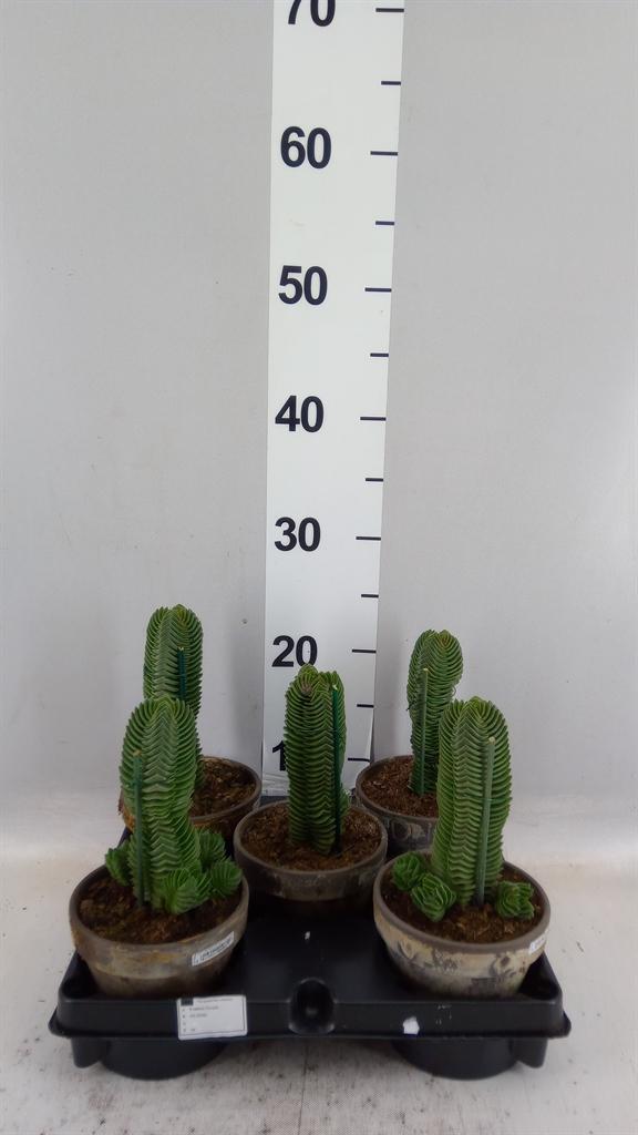 Горшечные цветы и растения оптом Crassula ... от 5шт из Голландии с доставкой по России