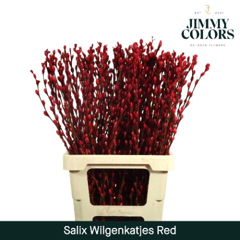 Срезанные цветы оптом Salix paint pussy willow red от 50шт из Голландии с доставкой по России
