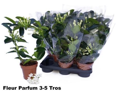 Горшечные цветы и растения оптом Stephanotis Fleur Parfum 3-5 от 8шт из Голландии с доставкой по России