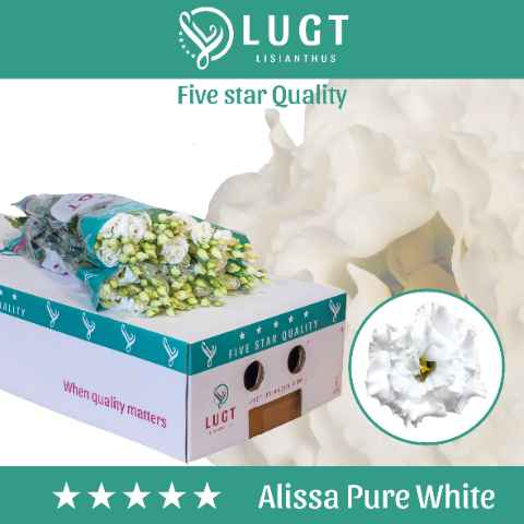 Срезанные цветы оптом Lisianthus do alissa pure white от 50шт. из Голландии с доставкой по России