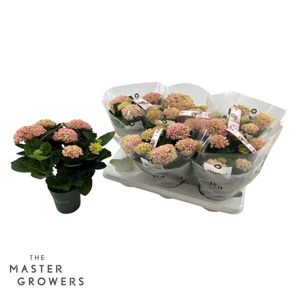 Горшечные цветы и растения оптом Hydrangea Ma Magical Revolution Pink 5+ от 6шт из Голландии с доставкой по России