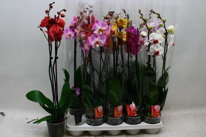 Горшечные цветы и растения оптом Phal 1st Mix 12+ (konst) от 10шт из Голландии с доставкой по России