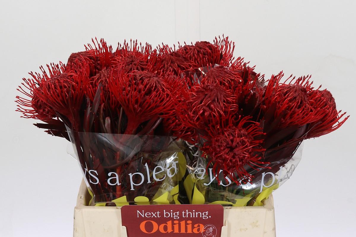 Срезанные цветы оптом Nutans paint bordeaux от 30шт из Голландии с доставкой по России