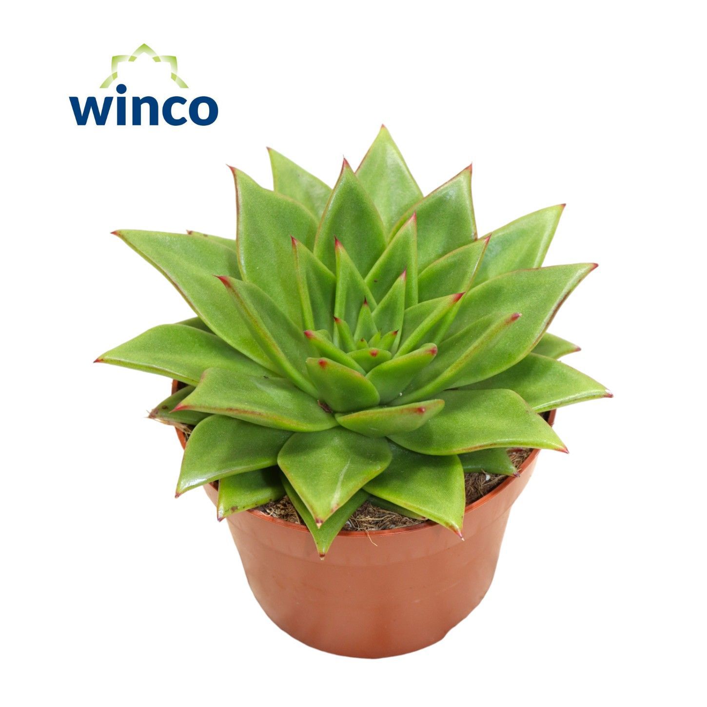 Горшечные цветы и растения оптом Echeveria Lipstick от 8шт из Голландии с доставкой по России