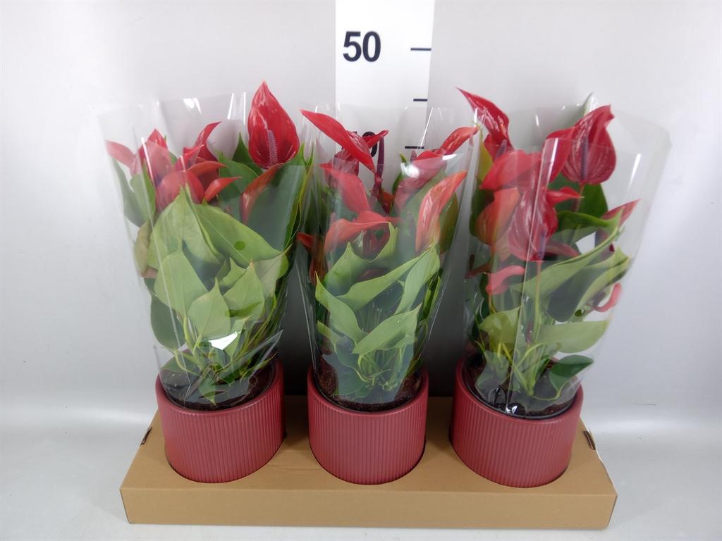 Горшечные цветы и растения оптом Anthurium banderola Lava от 3шт из Голландии с доставкой по России