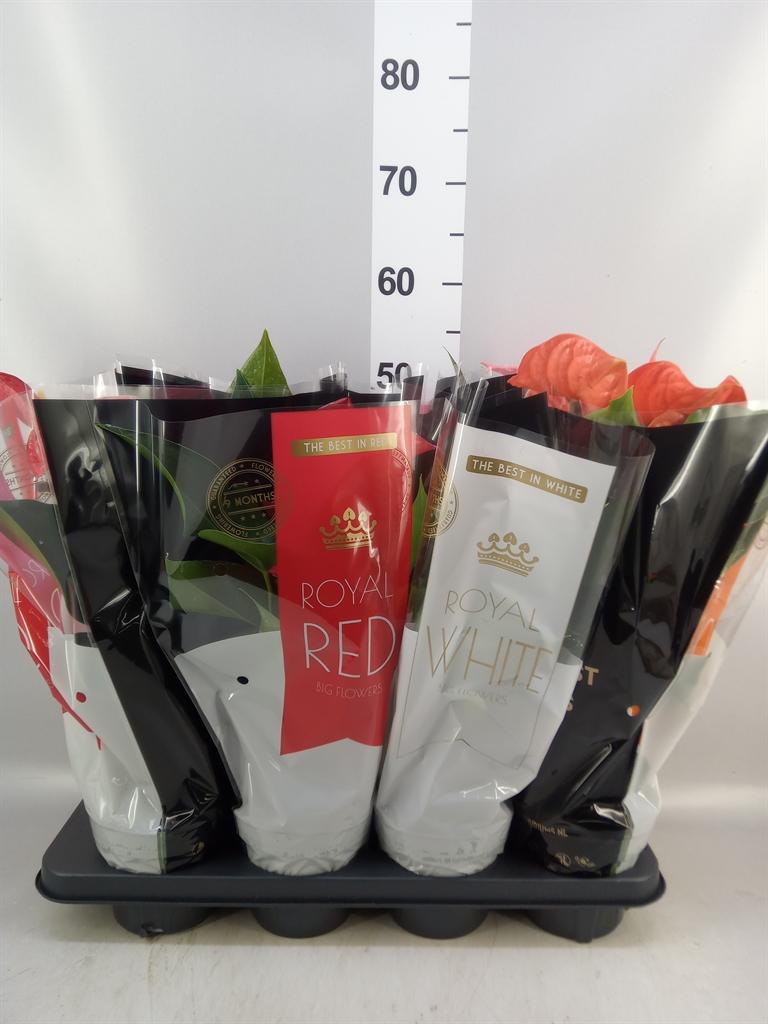 Горшечные цветы и растения оптом Anthurium ...mix от 8шт из Голландии с доставкой по России