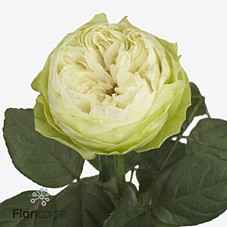 Срезанные цветы оптом Rosa la white kahala от 50шт из Голландии с доставкой по России