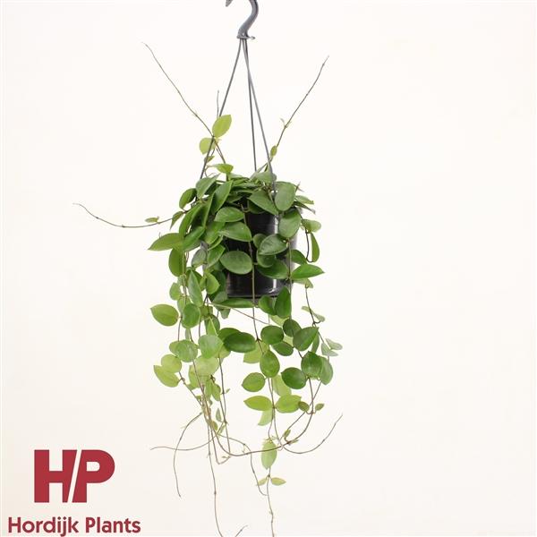 Горшечные цветы и растения оптом Hoya Chouke Hanging Pot от 7шт из Голландии с доставкой по России