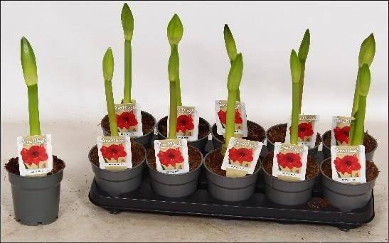 Горшечные цветы и растения оптом Hipp Ov от 10шт из Голландии с доставкой по России