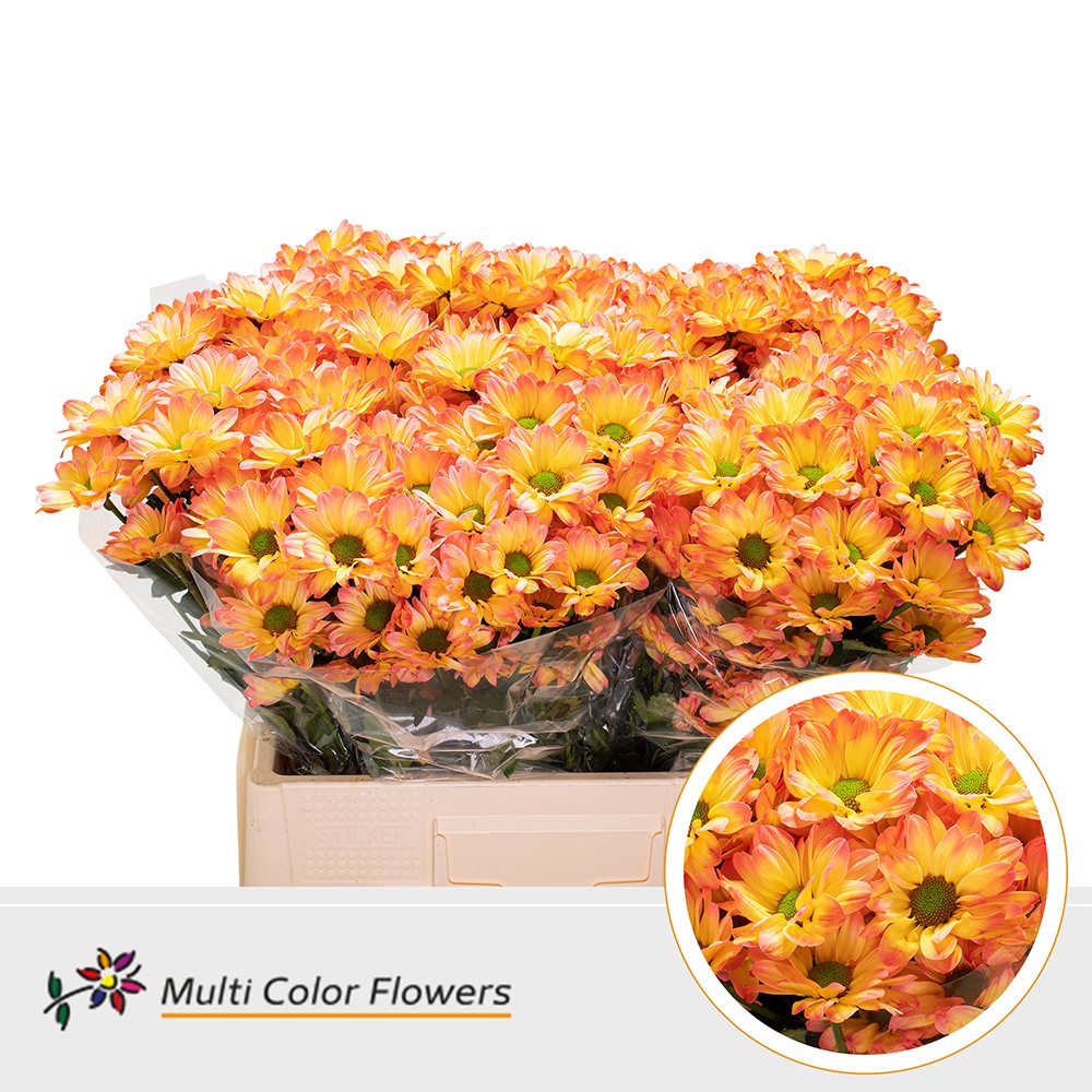 Срезанные цветы оптом Chrys sp paint kennedy kakariki от 40шт из Голландии с доставкой по России