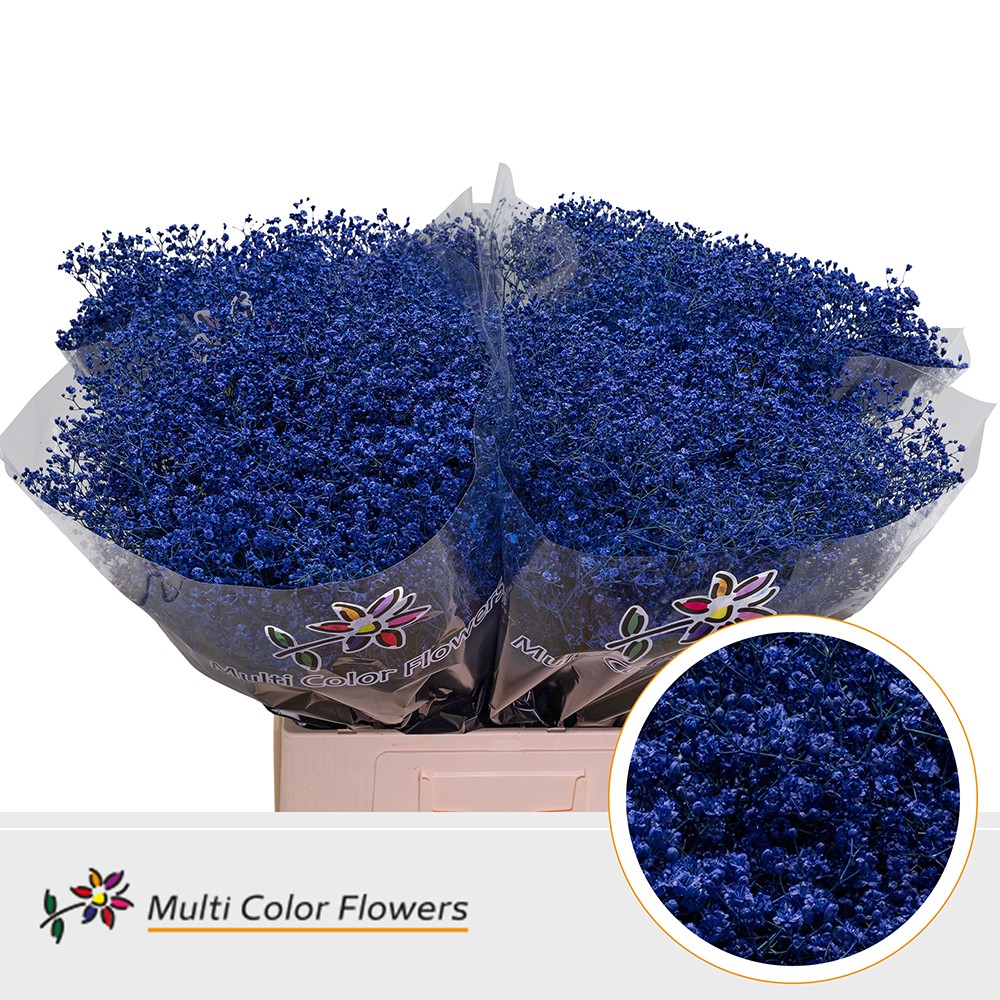 Срезанные цветы оптом Gyps fine paint blue от 100шт из Голландии с доставкой по России