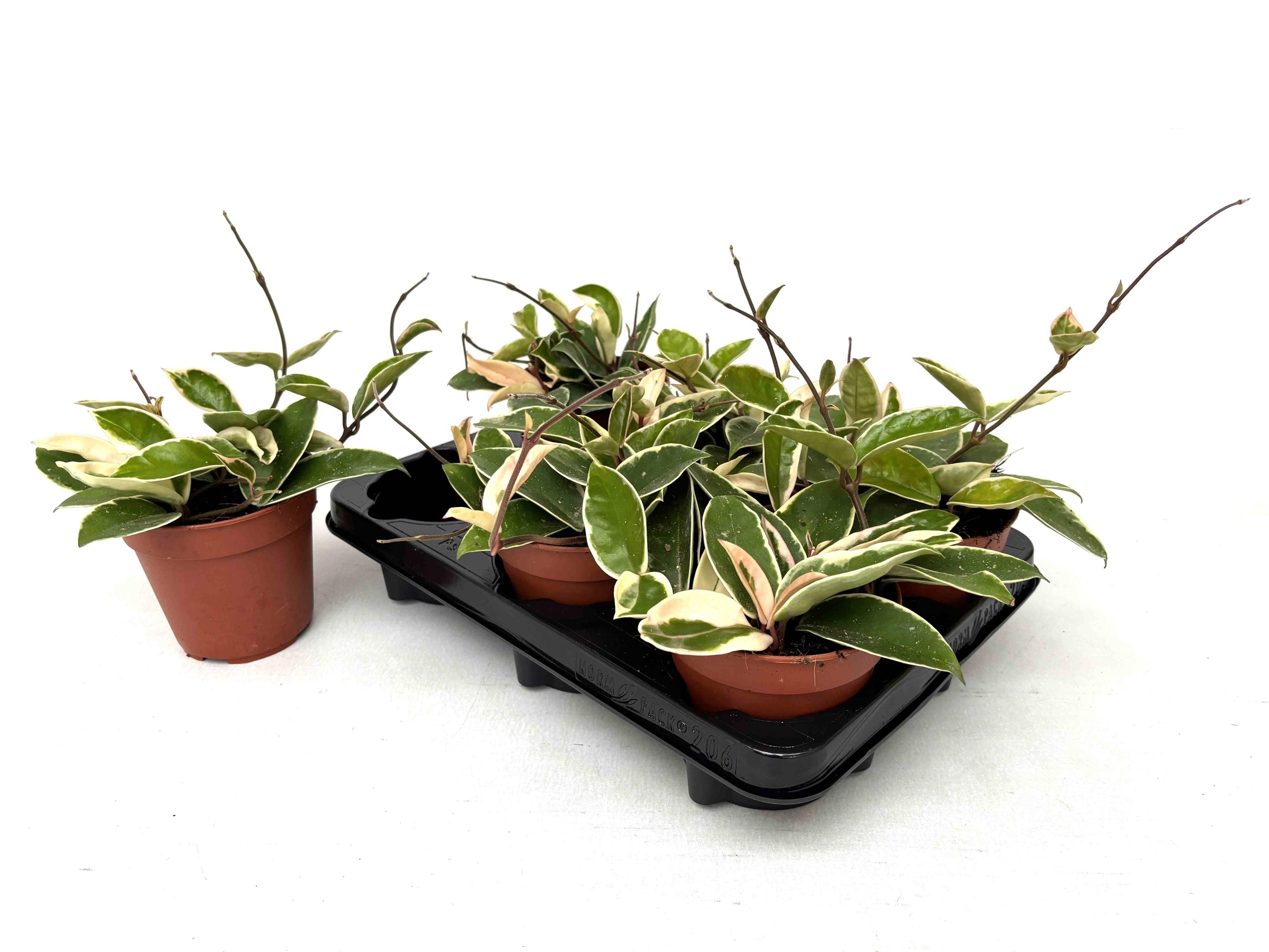 Горшечные цветы и растения оптом Hoya C Krimson Queen от 6шт из Голландии с доставкой по России