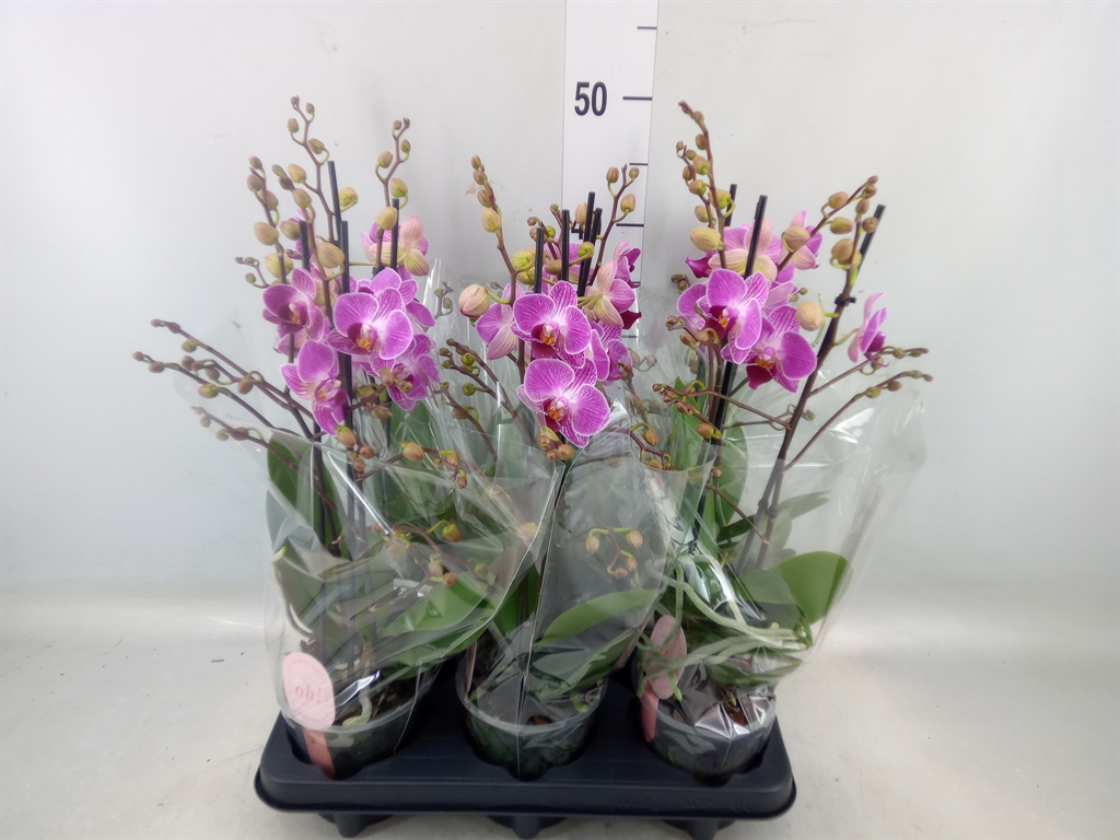 Горшечные цветы и растения оптом Phalaenopsis Multi.   ...rose от 6шт из Голландии с доставкой по России