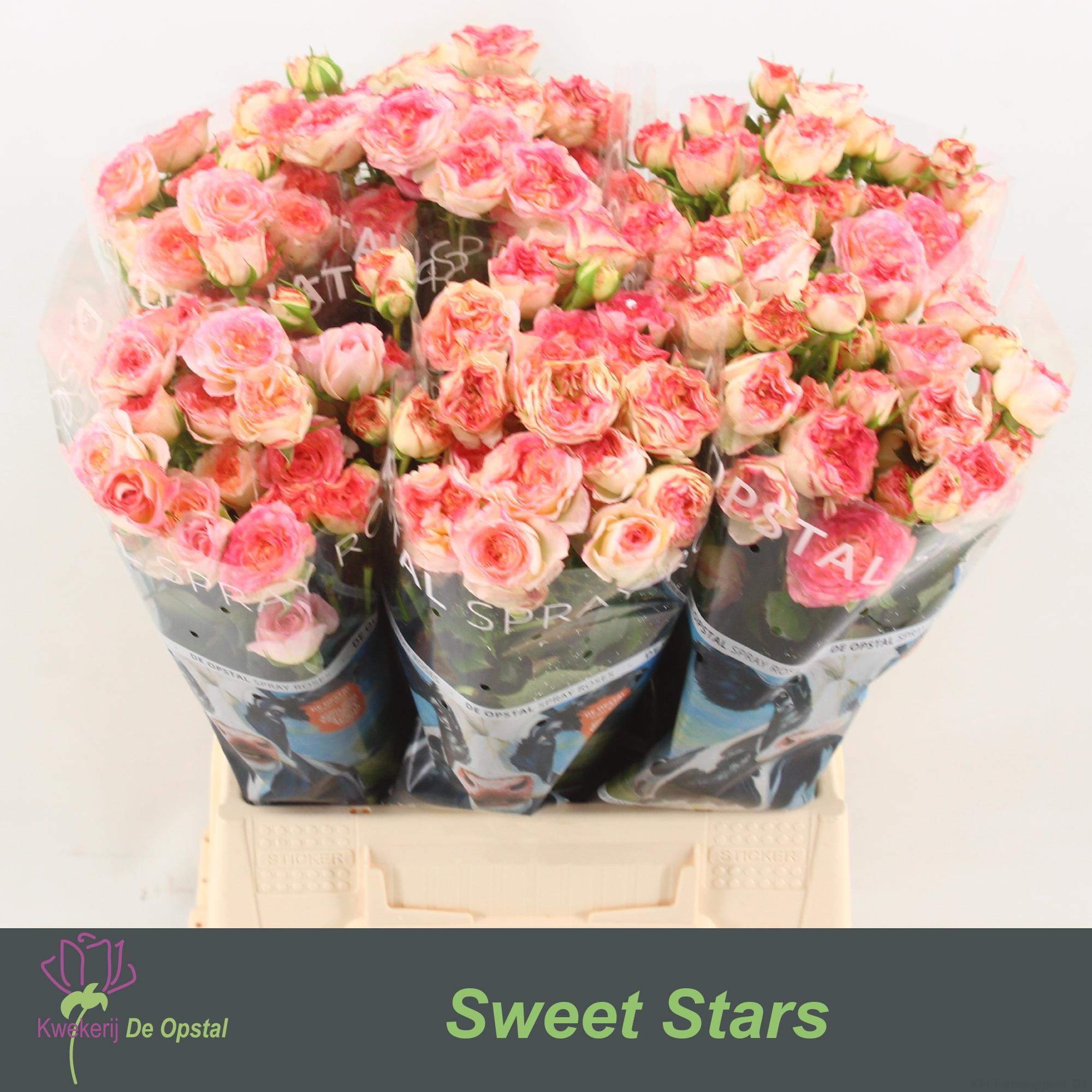 Срезанные цветы оптом Rosa spray sweet stars от 60шт из Голландии с доставкой по России