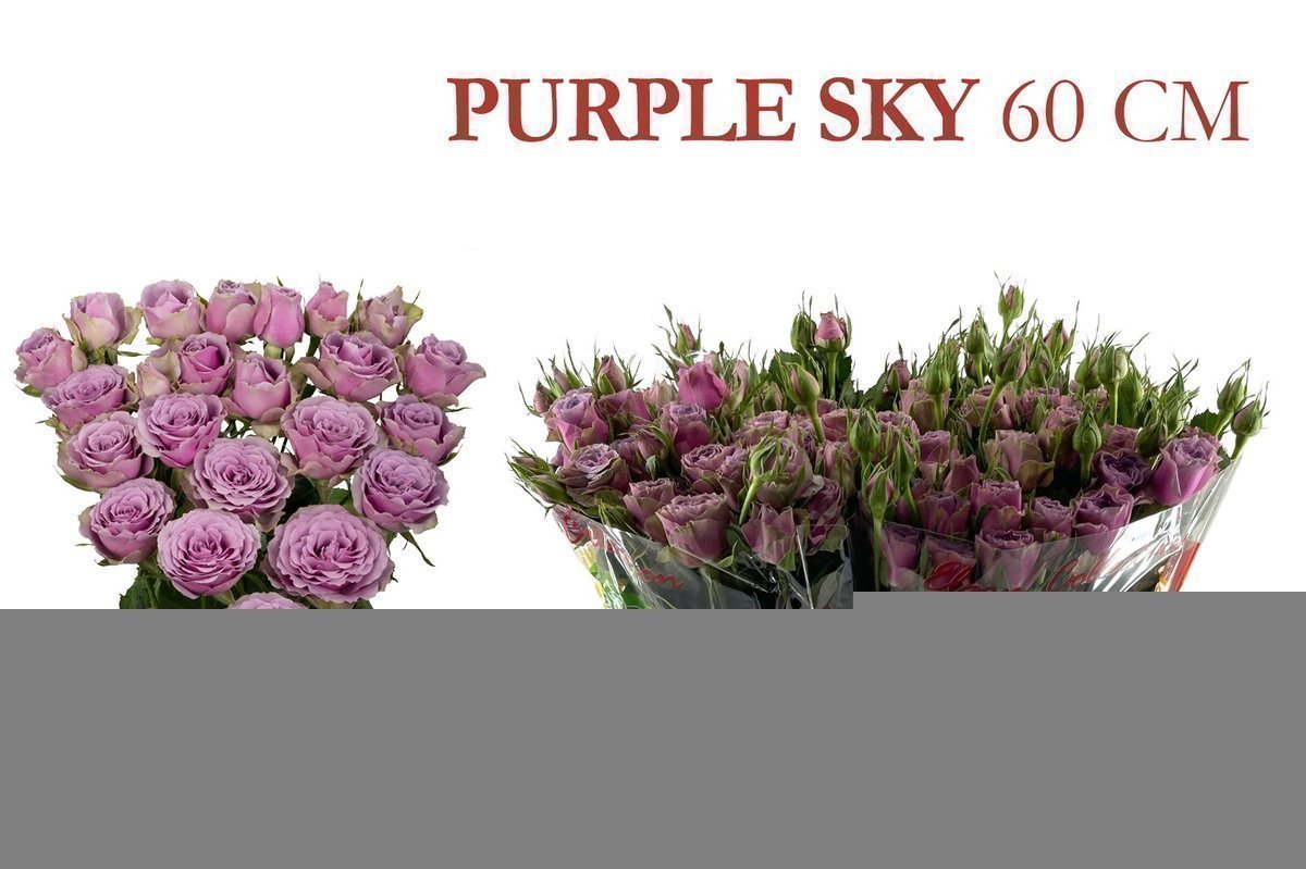 Срезанные цветы оптом Rosa spray purple sky от 240шт из Голландии с доставкой по России