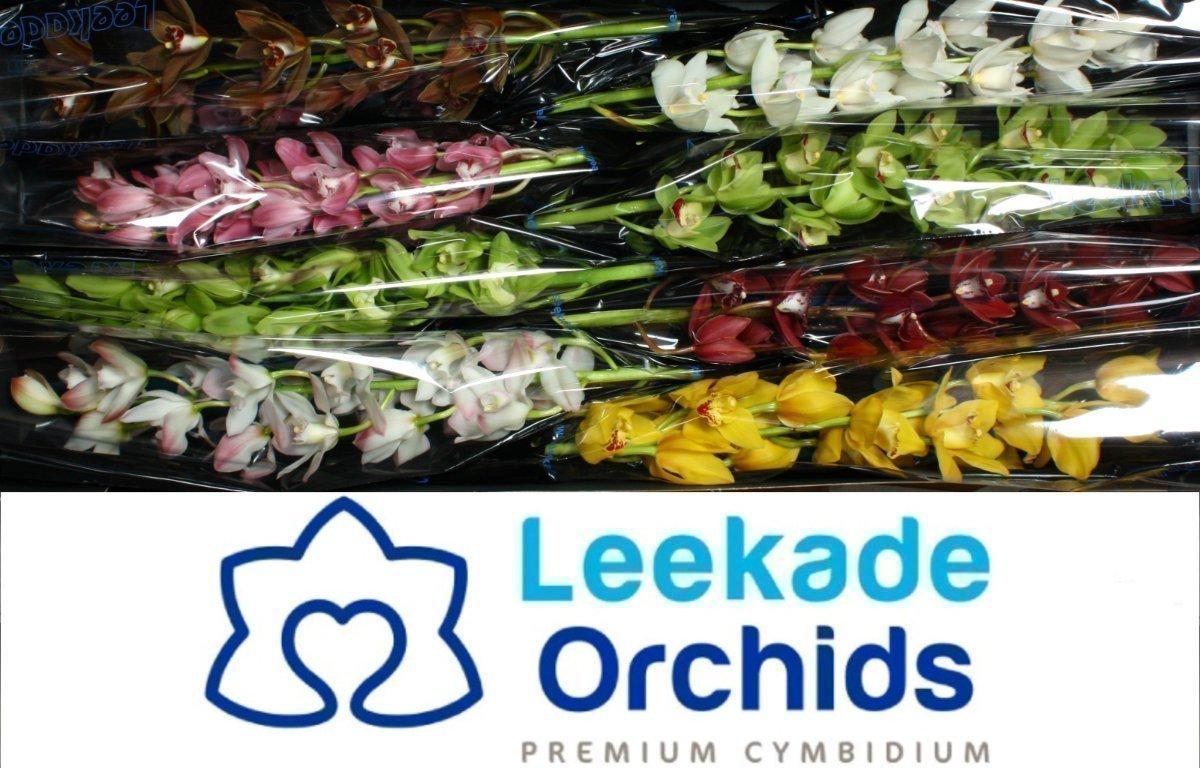 Срезанные цветы оптом Minicymbidium mix от 8шт из Голландии с доставкой по России