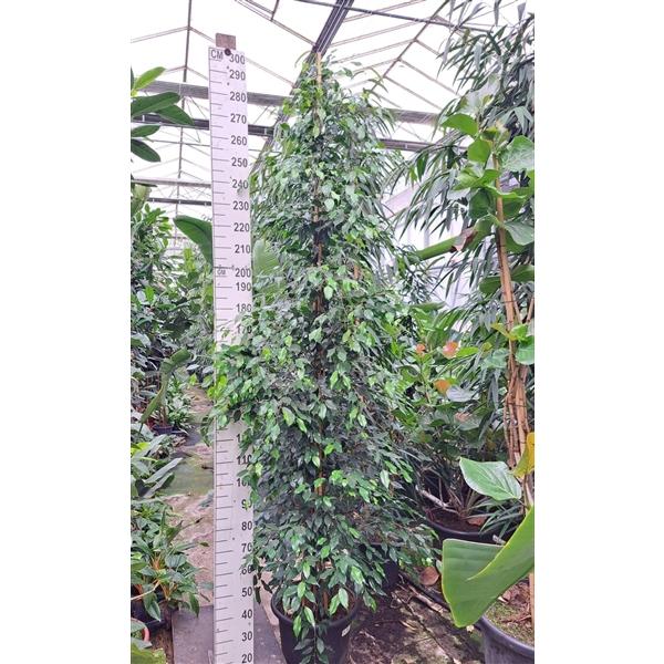 Горшечные цветы и растения оптом Ficus Exotica Piramide от 1шт из Голландии с доставкой по России