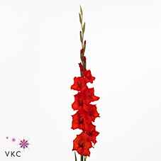 Срезанные цветы оптом Gladiolus la magma от 100шт из Голландии с доставкой по России