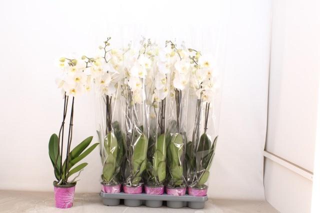 Горшечные цветы и растения оптом Phal Ov Wit от 10шт из Голландии с доставкой по России