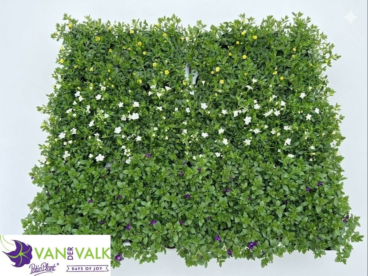 Горшечные цветы и растения оптом Calib Minif Gem от 15шт из Голландии с доставкой по России