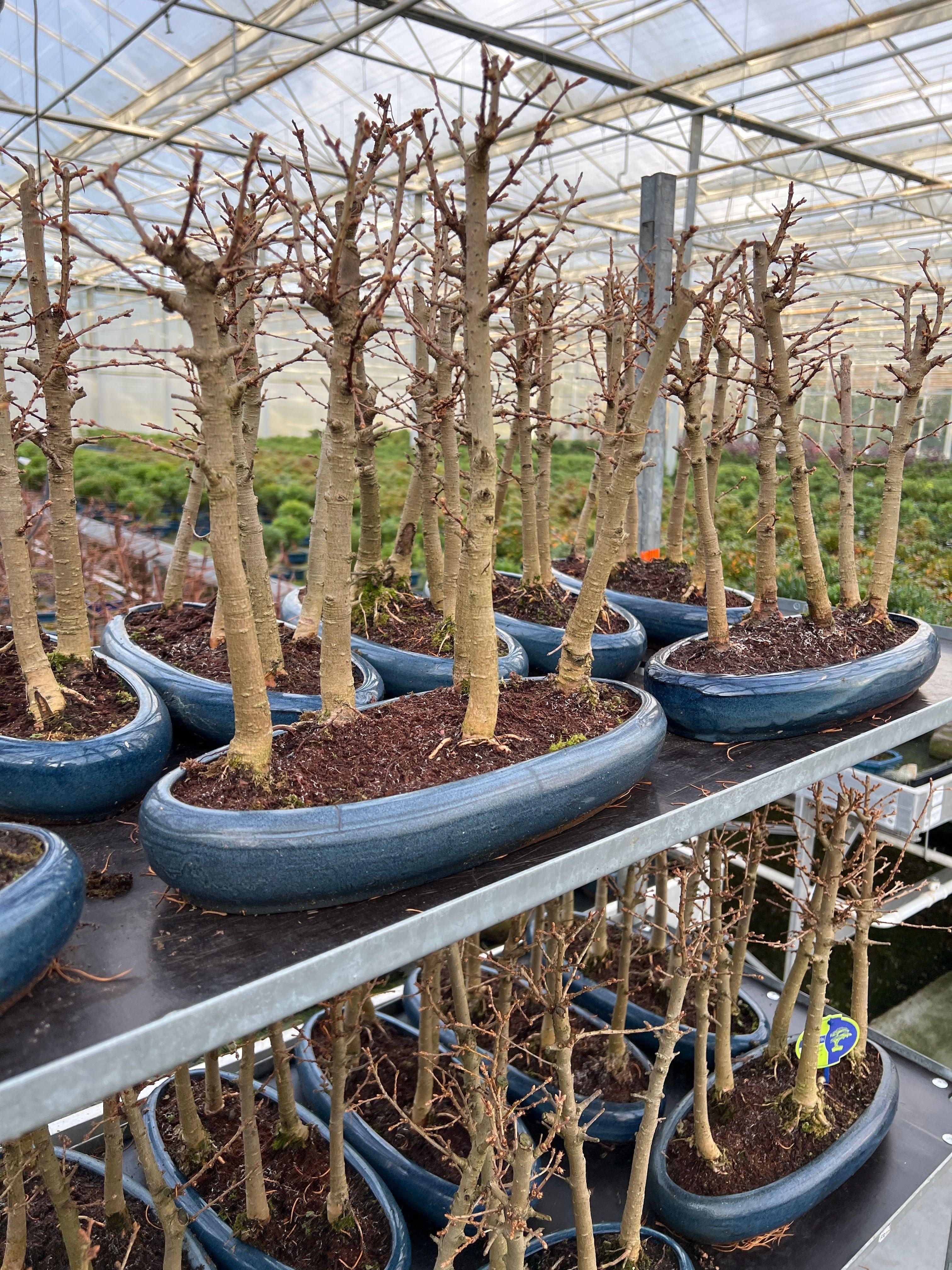 Горшечные цветы и растения оптом Bonsai Pseudolarix Forrest- Group 5 Stem от 2шт из Голландии с доставкой по России