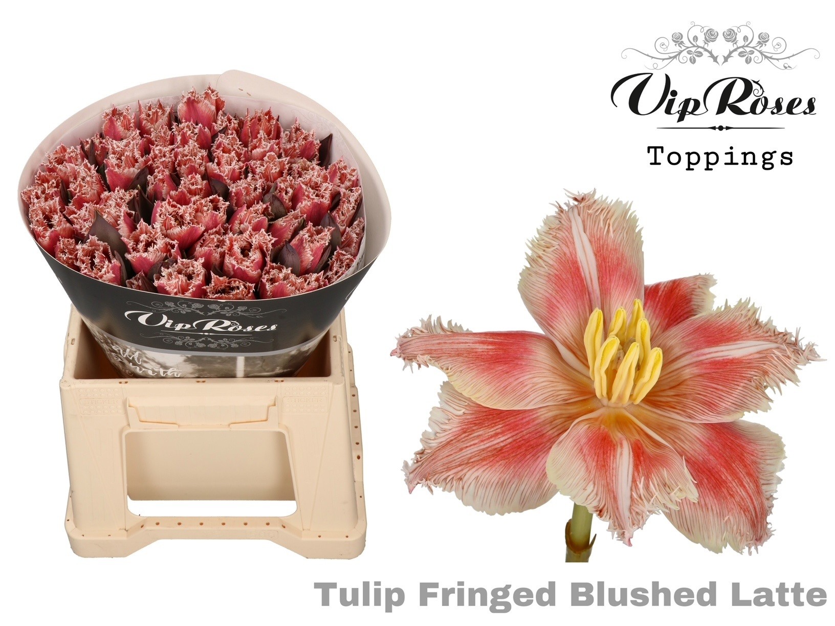 Срезанные цветы оптом Tulipa fr paint blushed latte от 50шт из Голландии с доставкой по России