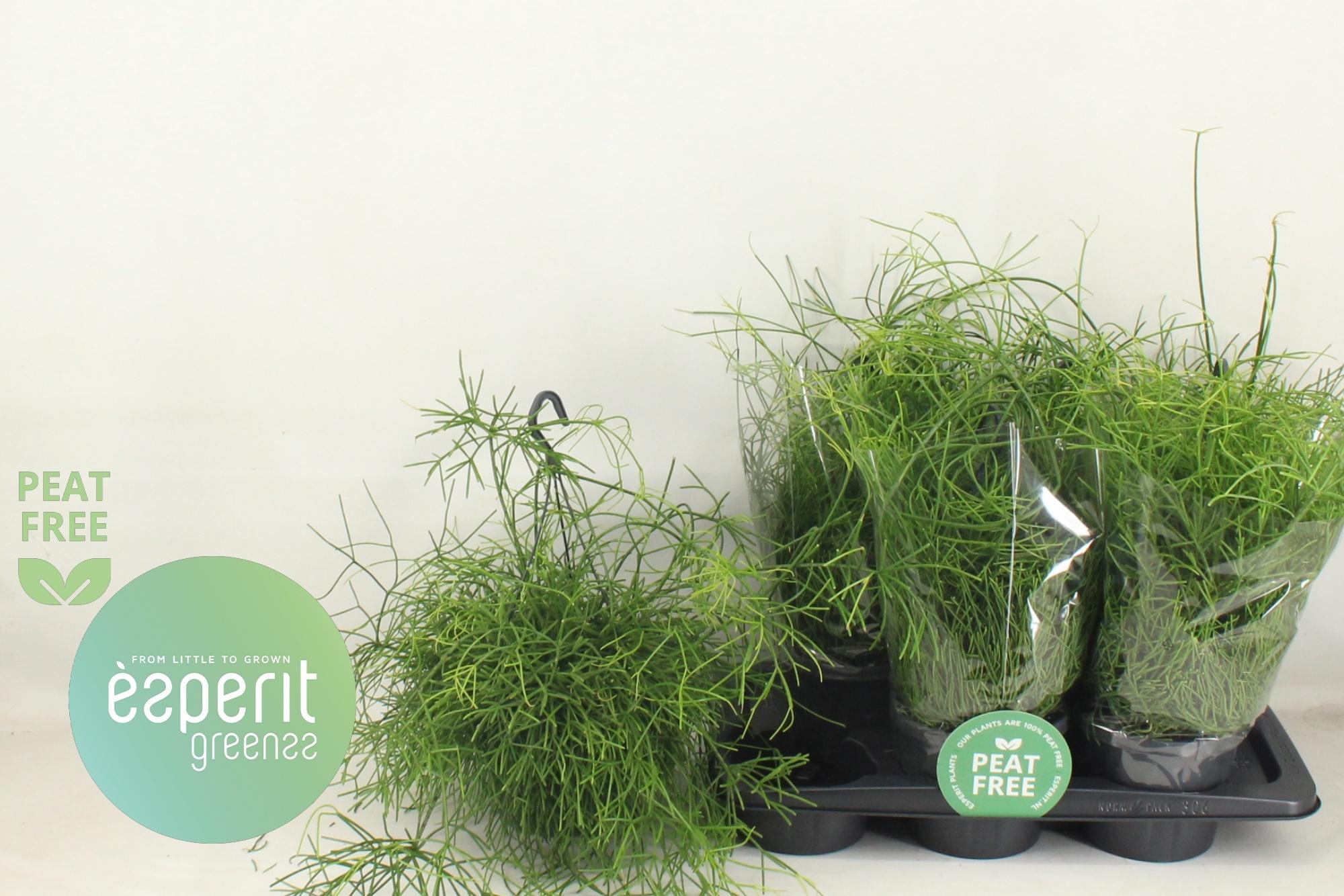 Горшечные цветы и растения оптом Rhipsalis Ba Oasis от 6шт из Голландии с доставкой по России