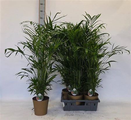 Горшечные цветы и растения оптом Palmen Ov 30pp от 4шт из Голландии с доставкой по России