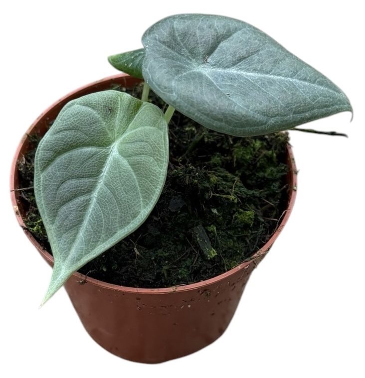 Горшечные цветы и растения оптом Alocasia Maharani от 1шт (для телеги) из Голландии с доставкой по России