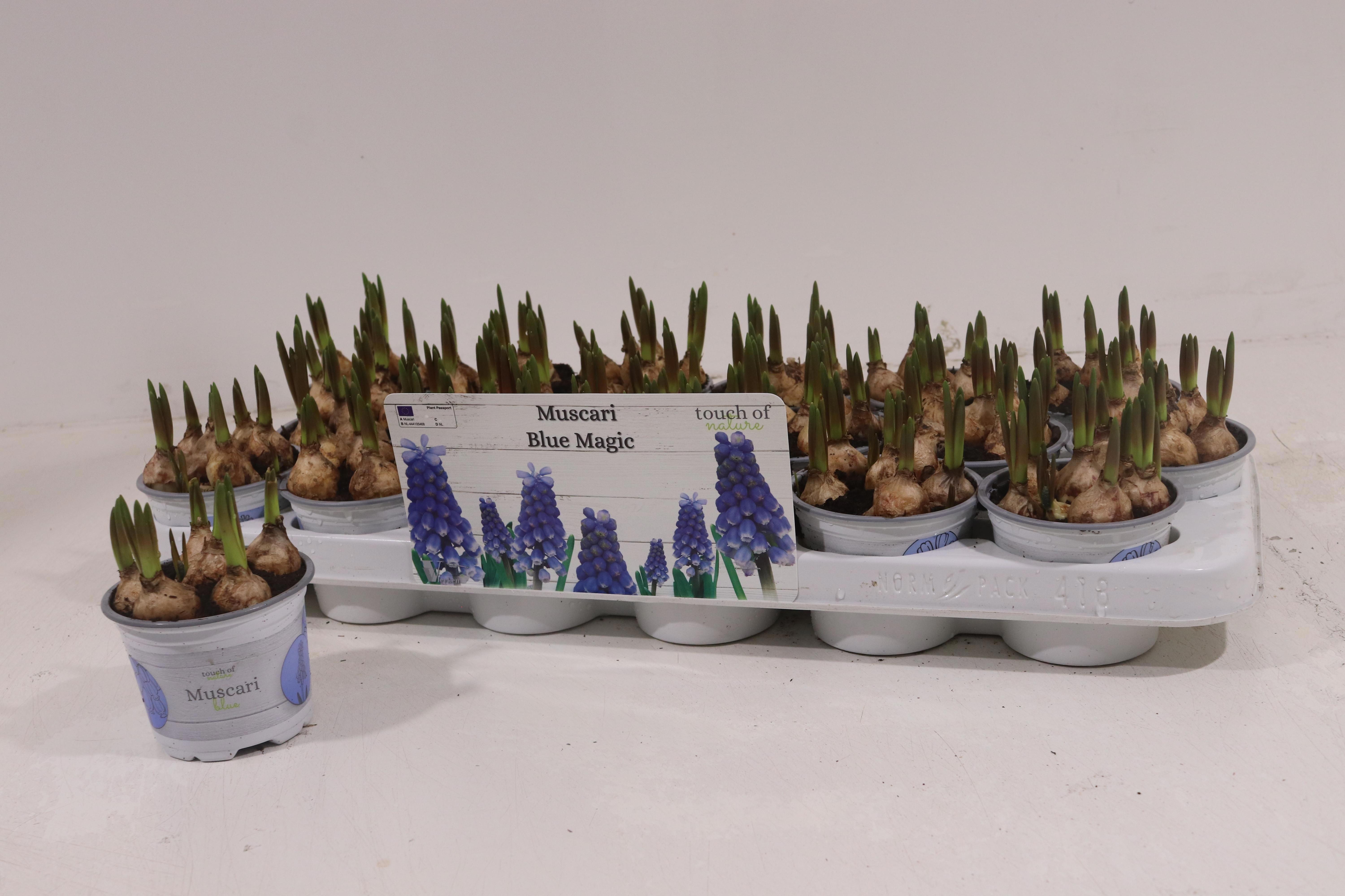Горшечные цветы и растения оптом Muscar Blue Magic от 18шт (для телеги) из Голландии с доставкой по России