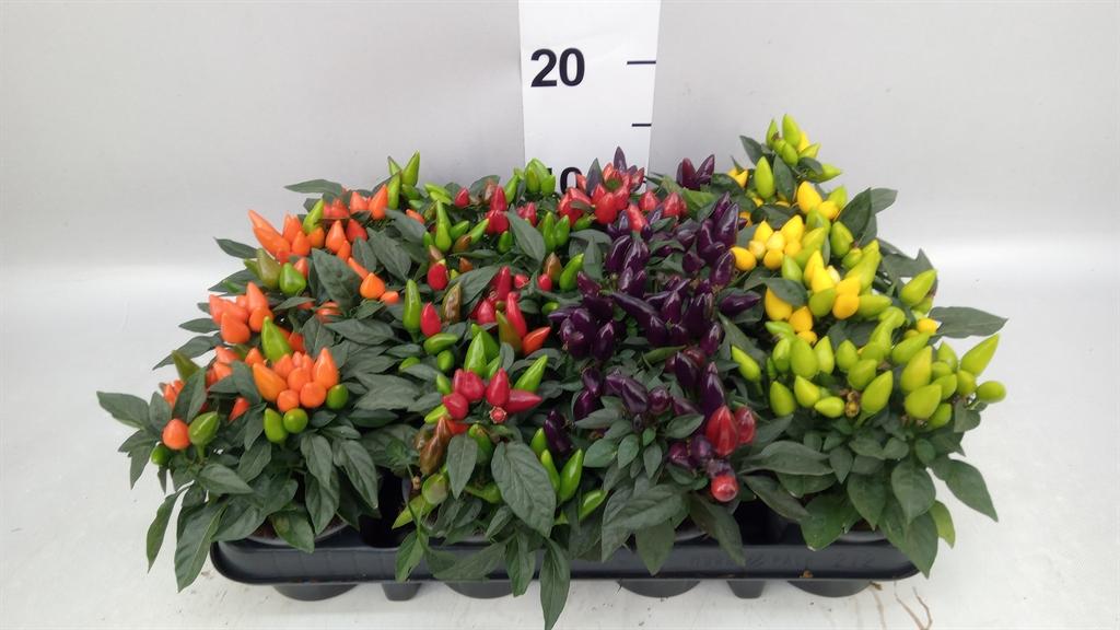 Горшечные цветы и растения оптом Capsicum Annuum salsa ...mix от 12шт (для телеги) из Голландии с доставкой по России