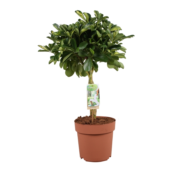 Горшечные цветы и растения оптом Schefflera Gold Capella Twisted Stem от 1шт из Голландии с доставкой по России