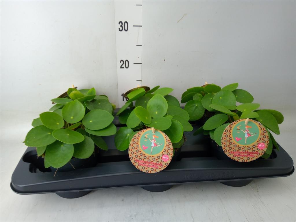 Горшечные цветы и растения оптом Pilea Peperomioides от 6шт' из Голландии с доставкой по России