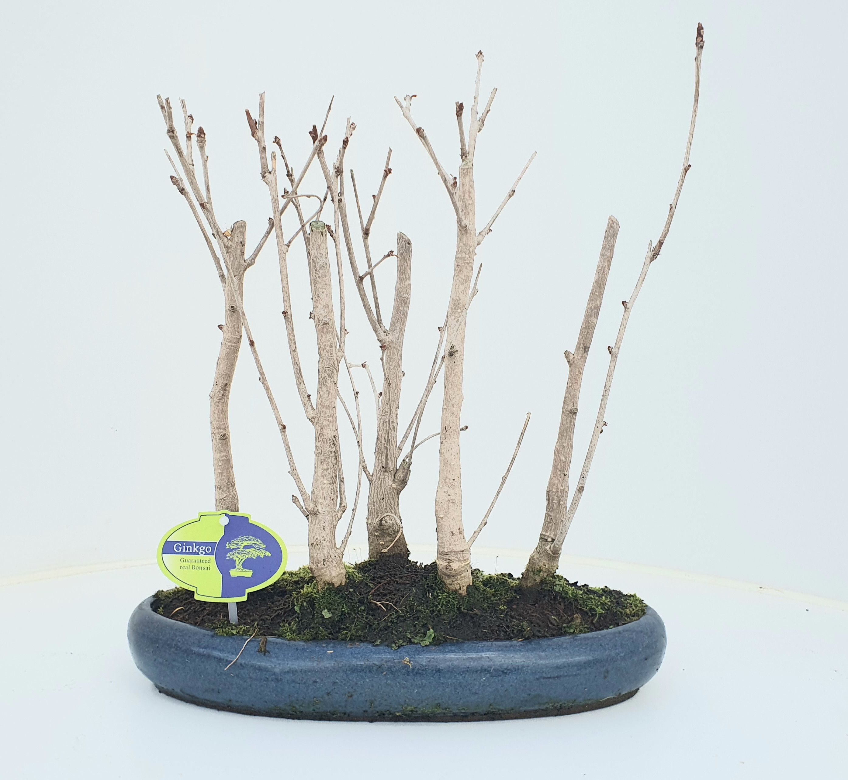 Горшечные цветы и растения оптом Bonsai Ginkgo Biloba Group 5 Stem от 2шт из Голландии с доставкой по России