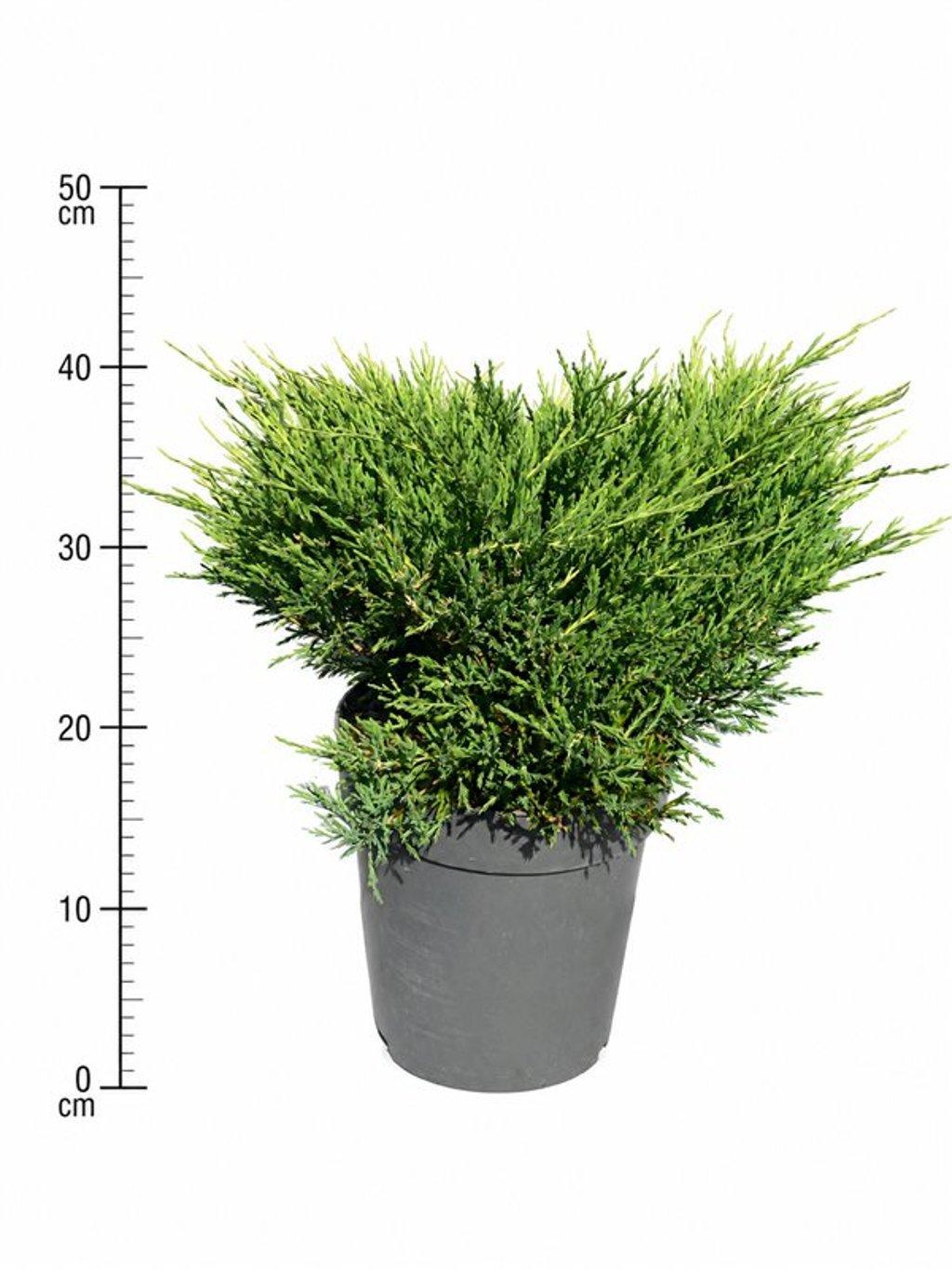 Горшечные цветы и растения оптом Juniperus Hor Andorra Compact от 1шт из Голландии с доставкой по России