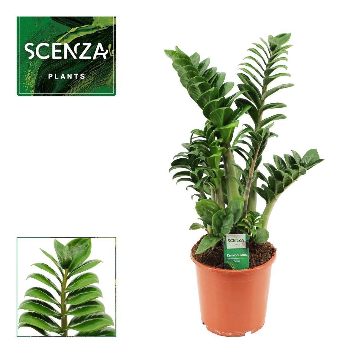 Горшечные цветы и растения оптом Zamioculcas Zenzi 4+ от 6шт из Голландии с доставкой по России
