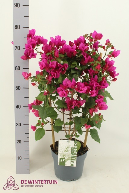 Горшечные цветы и растения оптом Bougainv Sanderiana от 1шт из Голландии с доставкой по России