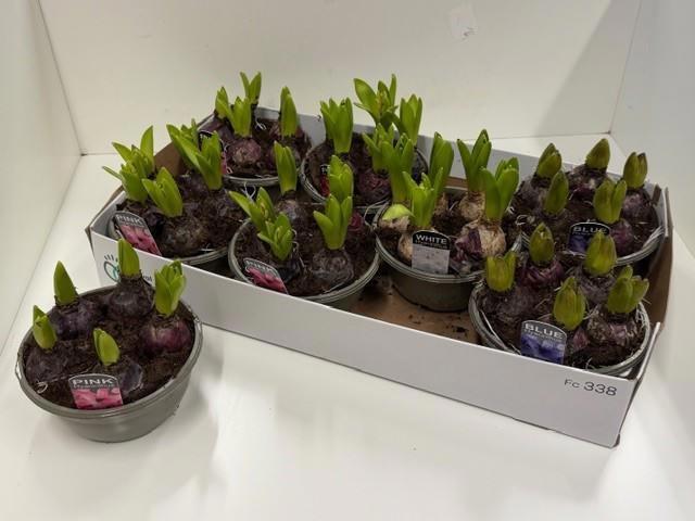 Горшечные цветы и растения оптом Hyacin Oriental Gem от 7шт из Голландии с доставкой по России