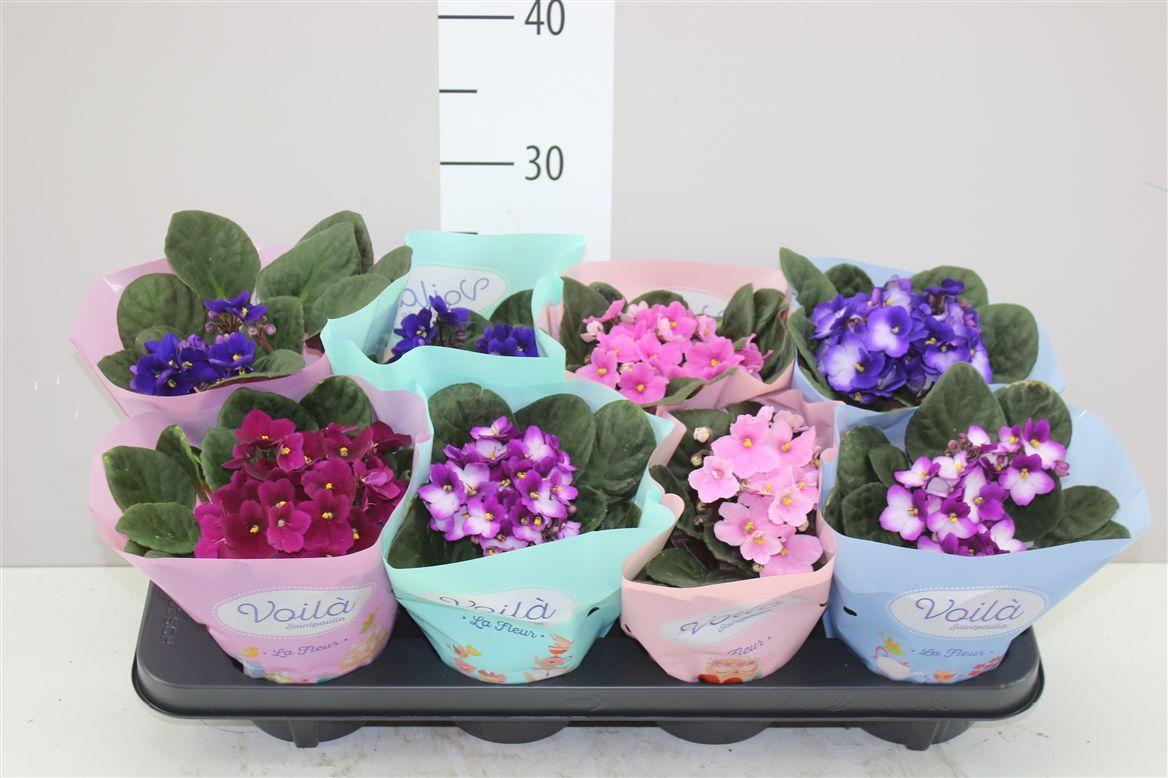 Горшечные цветы и растения оптом Saintpaulia Gemengd от 8шт (для телеги) из Голландии с доставкой по России