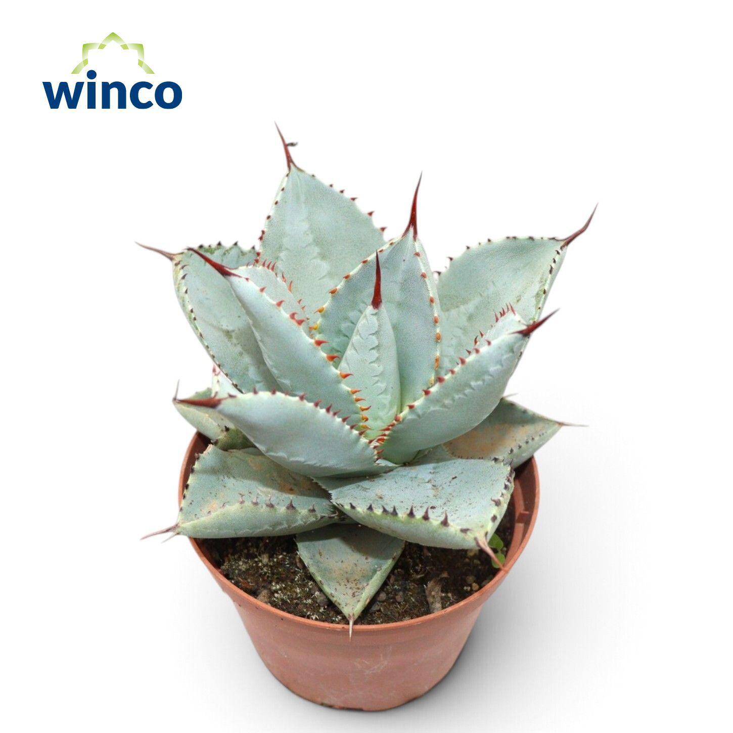 Горшечные цветы и растения оптом Agave Dragionis от 10шт из Голландии с доставкой по России