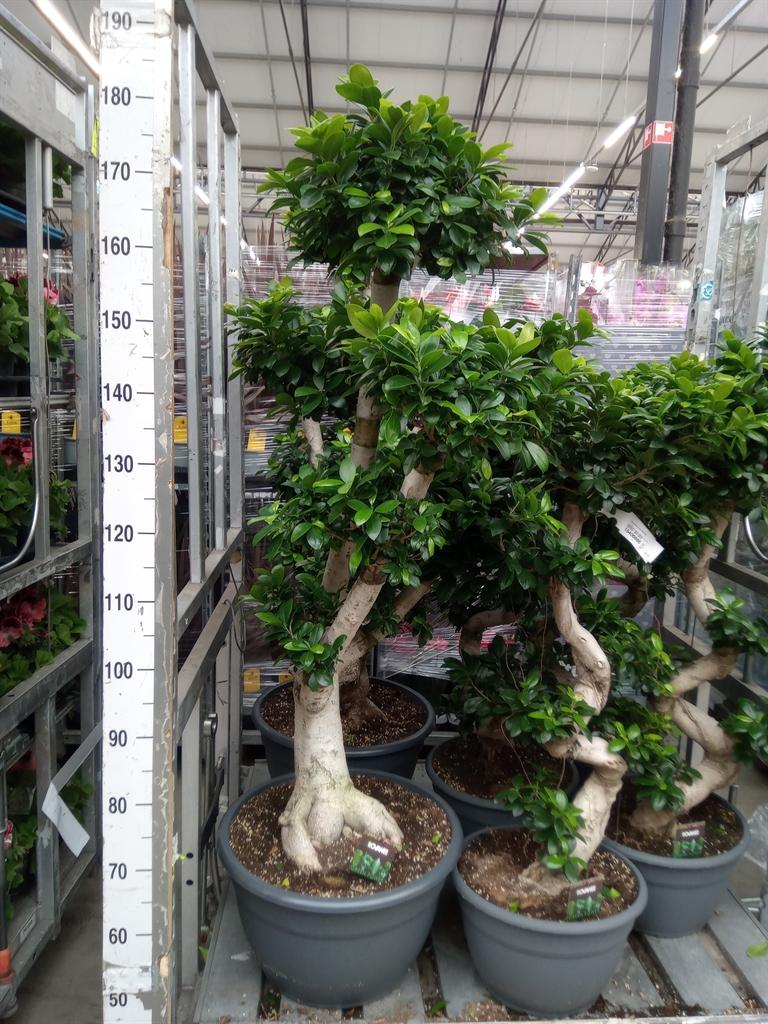 Горшечные цветы и растения оптом Ficus Ginseng S-type In Sierpot от 1шт из Голландии с доставкой по России