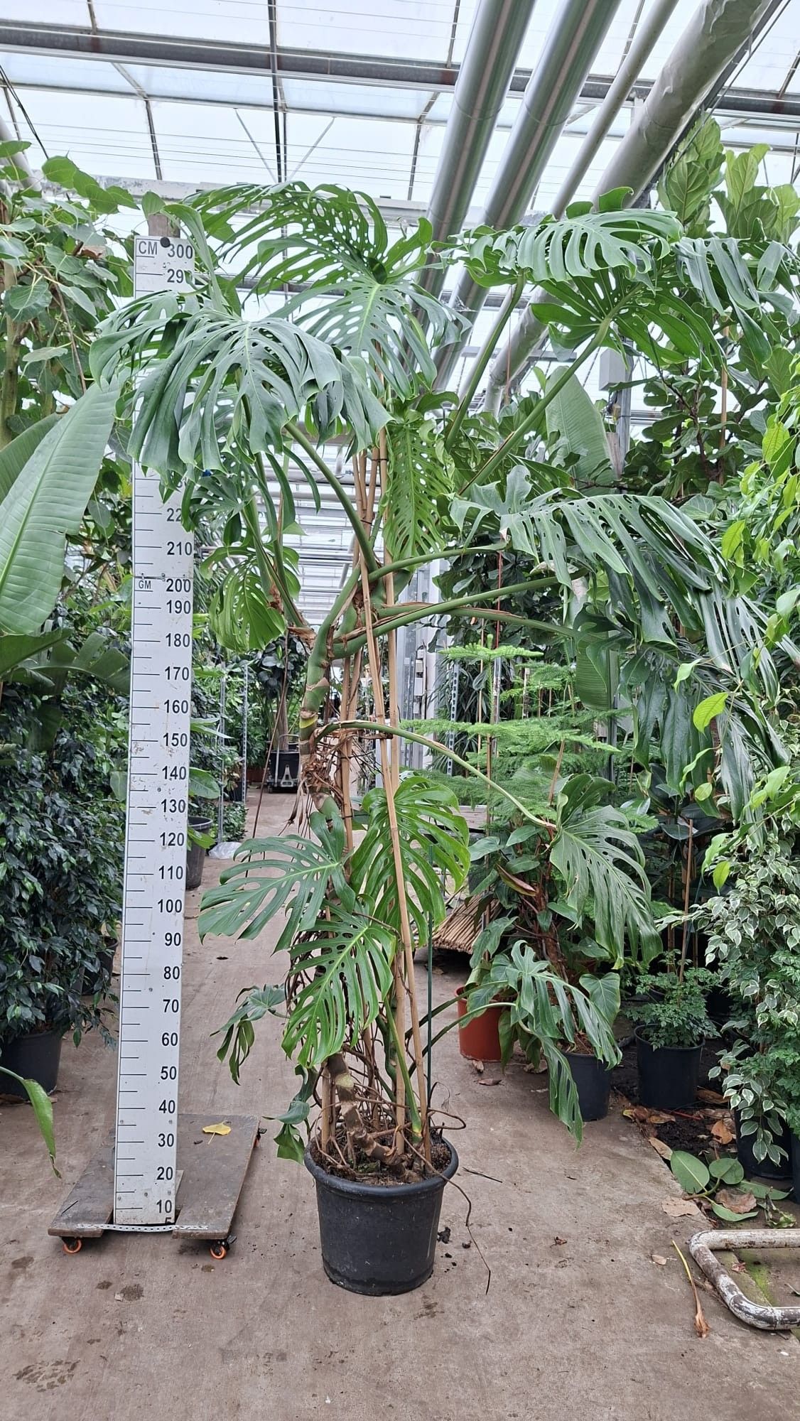 Горшечные цветы и растения оптом Monstera Deliciosa Big Xxl от 1шт из Голландии с доставкой по России