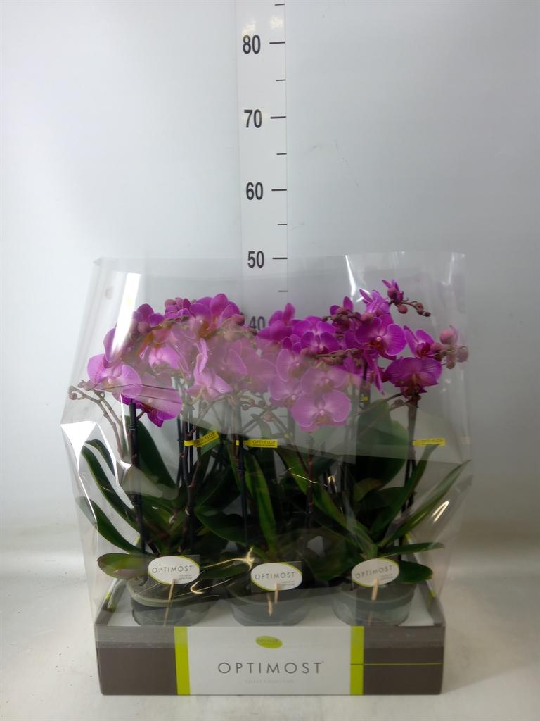 Горшечные цветы и растения оптом Phalaenopsis Multi.   ...lilac от 6шт из Голландии с доставкой по России