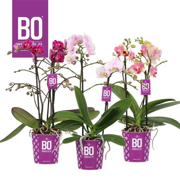 Горшечные цветы и растения оптом Phal 2st Miyo Budget (opti) от 10шт из Голландии с доставкой по России