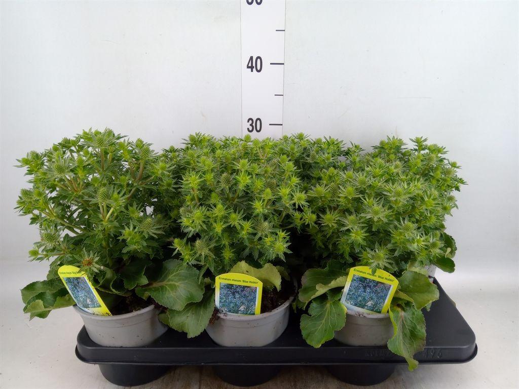 Горшечные цветы и растения оптом Eryngium Planum от 6шт из Голландии с доставкой по России